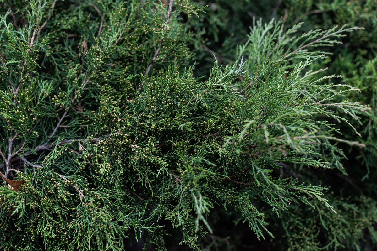 tree_1